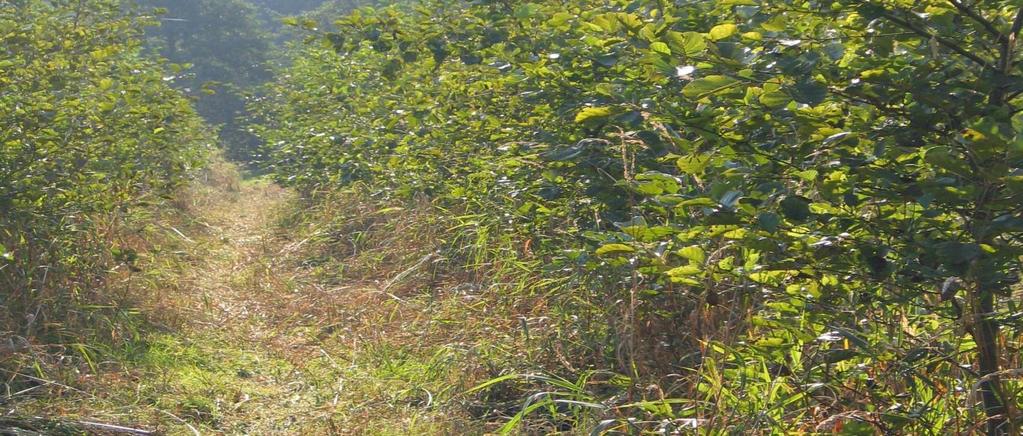 Erlenanbau Ertrag: Hochwaldbetrieb