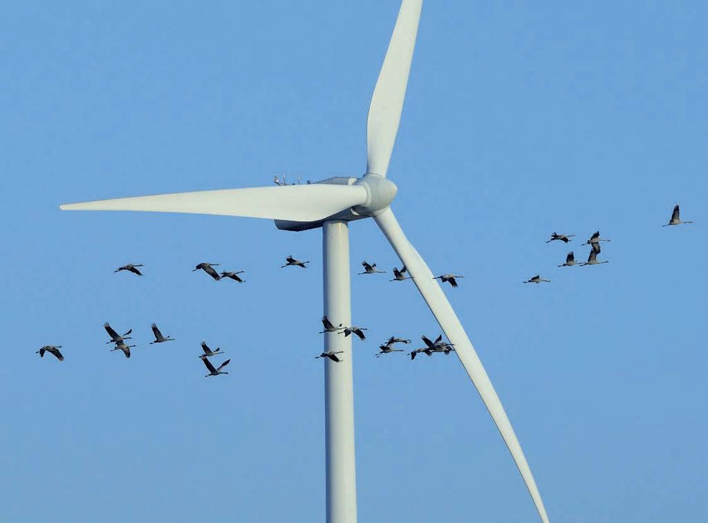 Vögel und Windenergie Vögel im Gegenwind Problematische Windanlagen. Aktuell stehen in der Schweiz 34 grosse Windenergieanlagen. Viele weitere sind geplant.