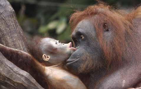 30 Tierisch spannend Orang Utan Der rote Kletterkünstler Steckbrief Orang Utan Pongo pygmaeums (Borneo) Pongo abelli (Sumatra) Familie: Familie der Menschenaffen.