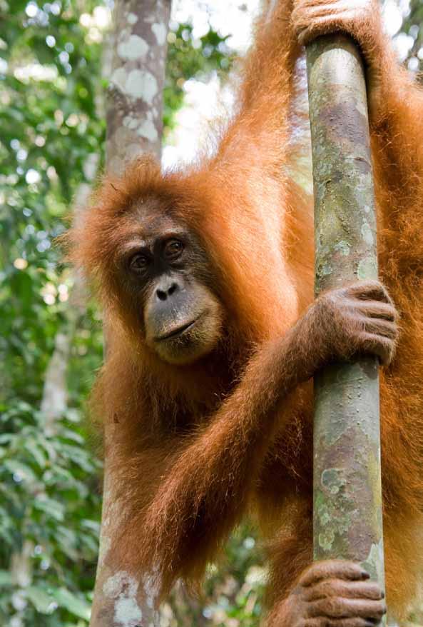 Tierisch spannend 31 Foto: fotolia/sergey Uryadnikov Der Lebensraum der Orang Utans wird immer kleiner, dadurch ist ihre Art stark bedroht.