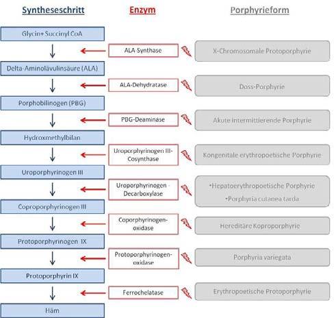 Wenn der Organismus vermehrt Häm verbraucht oder der Bedarf gesteigert ist, wird die Häm-Biosynthese in der Leber bzw. im Knochenmark gesteigert. Diese Prozesse nennt man dynamische Regulation.