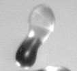 SPRAY 2012 Computational Analysis of Binary Collisions of Non-Isoviscous Liquid Droplets