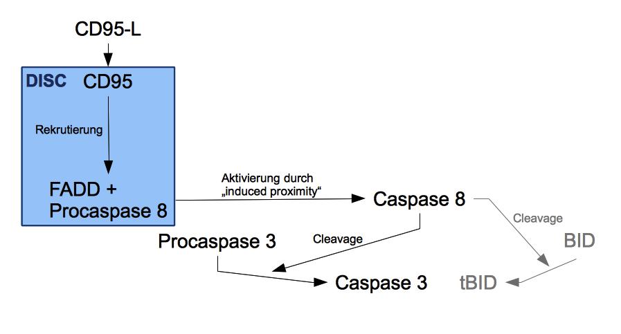 1. Einleitung 8 (DISC) abläuft, wird als induced proximity bezeichnet (Kischkel et al. 1995). Die aktivierte Caspase 8 kann nun die Procaspase 3 proteolytisch aktivieren.