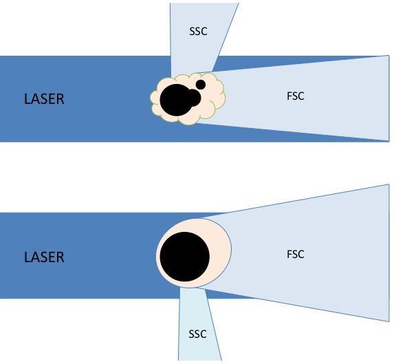 2. Material und Methoden 39 a) b) Abb. 14: FSC-/SSC-Analyse mit dem FACSCalibur TM. (a) Die obere apoptotische Zelle ist kleiner und weist eine höhere Granularität auf als die untere vitale Zelle.