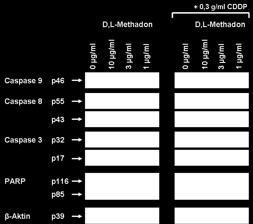 Nach 96 h wurden mittels Immunodetektion die Caspasen 9, 8 und 3 sowie PARP analysiert. Als Ladekontrolle diente das ubiquitär und konstitutiv exprimierte Protein β-aktin.