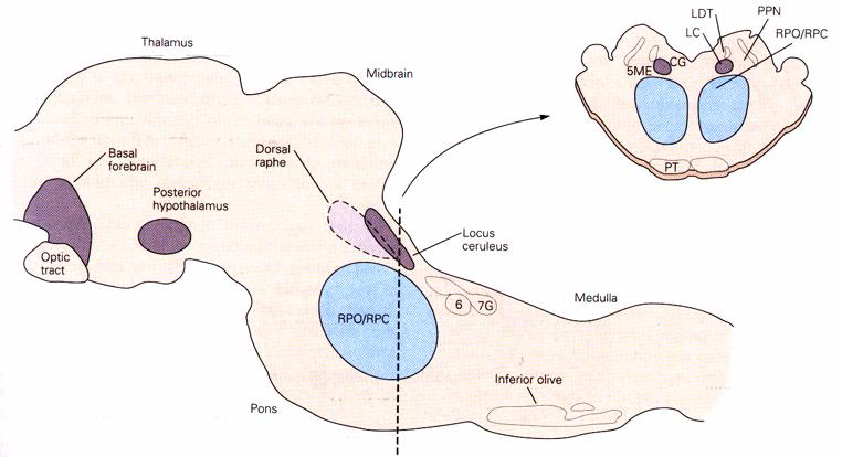 Regulation der REM Schlafphasen durch nucleus reticularis pontis oralis - Stimulation induziert REM Schlaf - Bilaterale