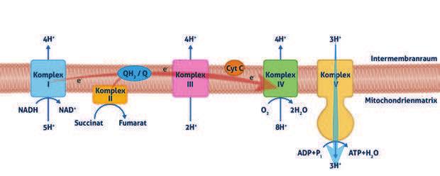 Abb. 2: Die Atmungskette in den Mitochondrien Untersuchungen und Studien haben gezeigt, dass ein gleichzeitiger Verzehr von Q10 und Vitamin B3 einen synergistischen Efekt auf die Energiebildung hat.