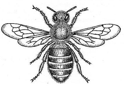 - 37 - Einleitung Bienen kennt wohl jeder und fast alle denken dabei an die Honigbienen, die in großen Staaten leben und Honig und Wachs produzieren. Aber Wildbienen?