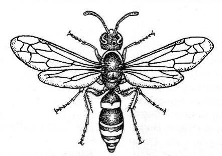 Es handelt sich weder um einen Schwarm wilder Bienen noch um besonders stechlustige Tiere. Wildbienen bilden bis auf wenige Ausnahmen keine Staaten und sind ausgesprochen friedfertig.