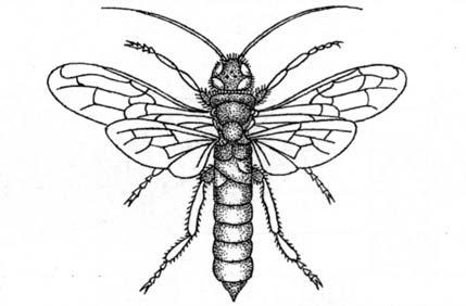 - 38 - Der Stammbaum der Hautflügler Bienen und Wespen gehören zur Unterordnung der Taillenwespen und sind durch eine tiefe Einschnürung zwischen Brust und Hinterleib gekennzeichnet (Taillenwespe).