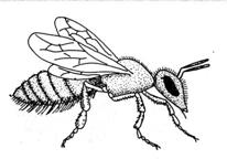 - 48 - Methoden des Pollensammelns Beinsammler Bauchsammler Sammelbein der Honigbiene Sammelbein der Hosenbiene Die Entwicklung einer Einsiedlerbiene vollzieht sich von der