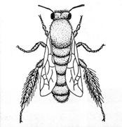 Die Rote Mauerbiene bildet hier eine Ausnahme da sie in der Wahl ihres Brutplatzes sehr variabel ist.