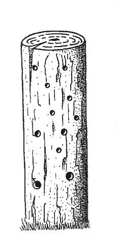 - 60 - Holzklötze mit Bohrungen im Durchmesser von 3-8 mm