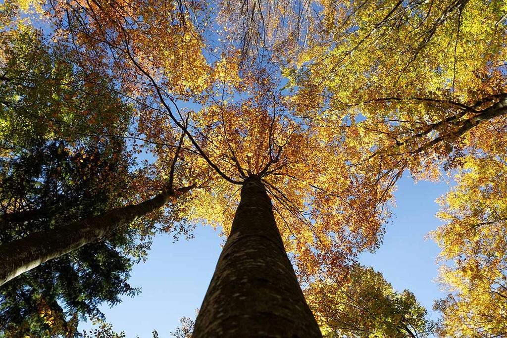 Naturaspekte im goldenen Herbst Der Herbst schenkt oft außergewöhnlich klare Tage, an denen das warme Licht die Natur zum Strahlen bringt.