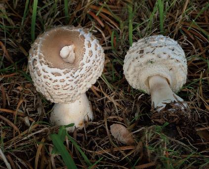 Innenseiten 4_2013:Tintling 17.03.15 19:58 Seite 27 Jungfern-Egerlingsschirmling Leucoagaricus nympharum in jungem und ausgewachsenem Zustand. Fotos: MiCHAELA FRiEBES. DELooS, M.E., KUyPER, TH.W.