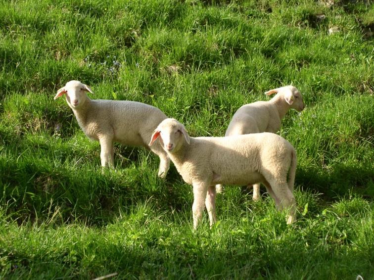 Johann Perner, Obmann des Landesverbandes für Schafzucht und haltung OÖ Oberösterreichs Schafzucht auf einem erfolgreichen Weg Die oberösterreichische Schafzucht hat durch konsequente Zuchtarbeit in