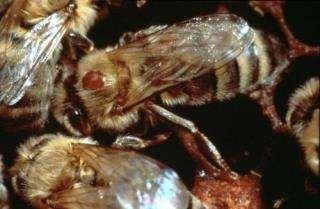 Varroa Varroa destructor Varroa schwächt die Biene durch die Entnahme ihres Blutes (Hämolymphe) Varroa schwächt das