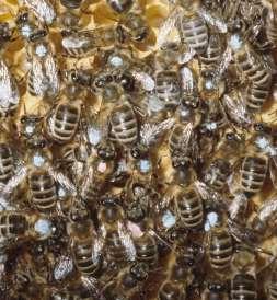 Ueberlebensrate % Verkürzung der Lebensdauer von Winterbienen Winterverluste