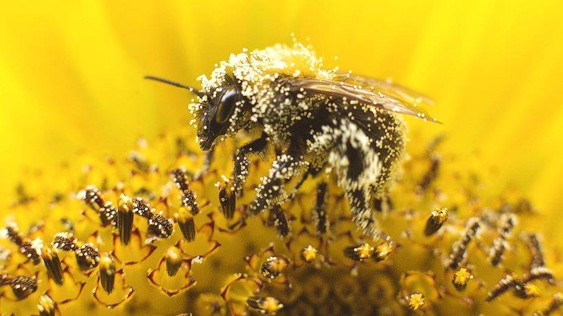 Die Meinung eines Imkers aus Berlin Der schlimmste Feind der Honigbiene und der anderen Bestäuber sind die Pestizide Der zweite Feind der Honigbiene ist die Beseitigung fast aller Trachtpflanzen