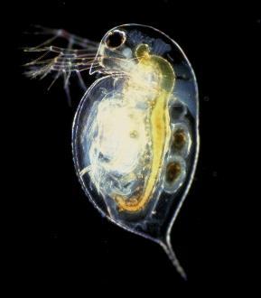) Gliederfüßer (Folsomia candida) Regenwürmer (Eisenia foetida) nicht zu