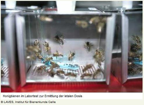 Tests zur Wirkung auf Bienen Aktuelle Regelungen : Testorganismen und Prüfstufen : Methodik d. Test : EU-Verordnungen Nr. 283/2013 und Nr. 284/2013.