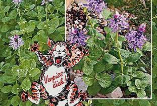 Feuchte Gartenbeete: Katzen mögen feuchte und frisch begossene Gartenbeete nicht, um sich zu versäubern. Also halten Sie die Erde möglichst feucht.