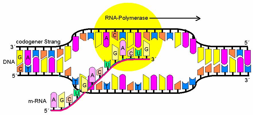Mechanismus der Transkription nur ein Strang wird transkribiert Enzym: RNA-Polymerase bindet an spezifische DNA- Sequenzen (Promotoren) Aufwinden des Doppelstranges Anlagerung von