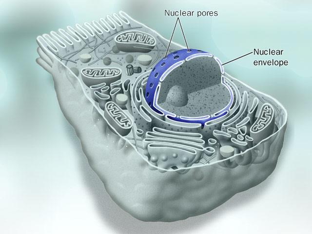 Zellkern: Aufbau umgeben von einer Doppelmembran äussere Membran geht direkt in das endoplasmatische Retikulum