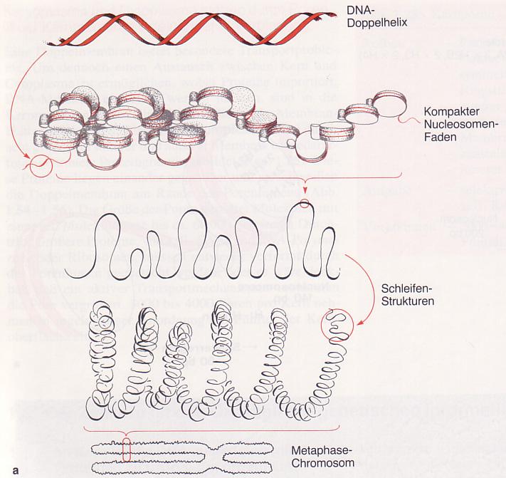 Organisation der DNA Länge der Gesamt DNA ausgestreckt pro Zelle ca. 1 m Kerndurchmesser ca.