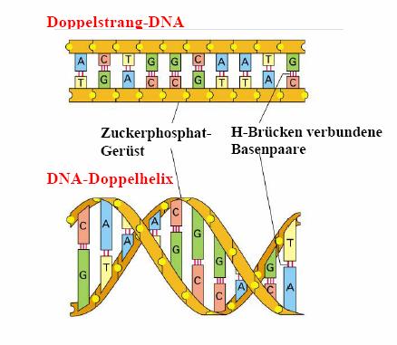DNA-Doppelhelix Doppelhelix: zwei um gemeinsame Achse gewundene Polynucleotidstränge Stränge sind komplementär und antiparallel