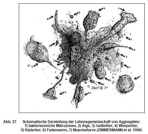 (1994): Minireview: biofilms, the customized microniche. J. of Bacteriology 176, 2137-2142.
