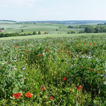 Ö Niedersachsen und seine Ökobauern In Niedersachsen wirtschaften rund 1400 landwirtschaftliche Betriebe nach den Kriterien des ökologischen Landbaus.