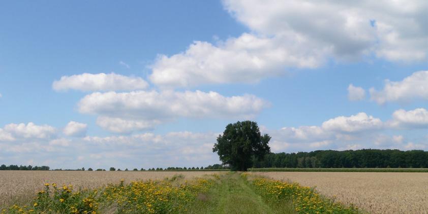 Beispiele für die Förderung des Ökolandbaus in Niedersachsen Wer sich dafür entscheidet, seinen Betrieb nach ökologischen Gesichtspunkten zu bewirtschaften, wird vom Land Niedersachsen mit einer