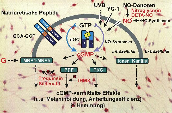 Unter diesen Bedingungen konnte auch ein vermehrter Export von cgmp (im Vergleich zu 1G Kontrollexperimenten) in normalen Melanozyten und nicht metastasierenden Melanomzellen, aber nicht in