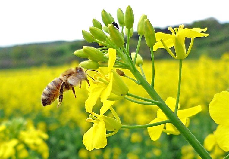 Wie schütze ich die Bienen und die anderen Bestäuber im Raps bei Insektizideinsatz?