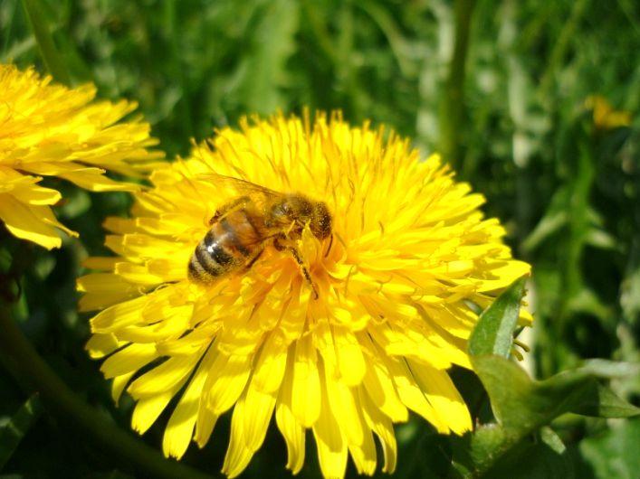 Eine gute Bestäubung durch Bienen und andere Nutzinsekten verschafft dem Raps eine zusätzliche Ertragssteigerung von bis zu 4dt/ha.