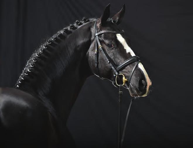 DANCIANO (Dancier & Rotspon) DANCIANO (Dancier & Rotspon) Vision Heritage Vision Respect Heritage Passion Excellence Respect Rarity Passion Acquire your dressage horse