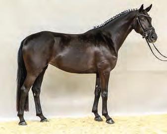 Quantanamera is a typey dressage horse with noblesse and charm. She is an uncomplicated, awesome and promising futurity prospect.