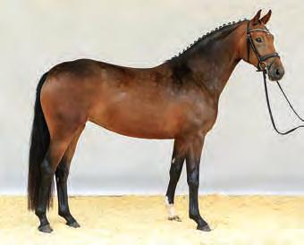 Schatzmeister is a pleasingly sensitive and clever dressage youngster with brilliant basic gaits. Dressage horse breeding at its best.