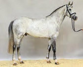 He is the full brother of the State Stud stallion Dubarry. Qualifiziert für das Bundeschampionat 2017. Qualified for the German Federal Championships 2017.