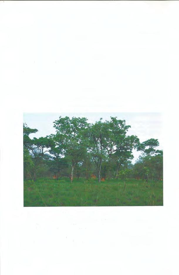 MARK-ÜL!VER RöDEL, K. GRABOW, J. HALLERMANN & C. BöCKHELER allen Jahreszeiten im Park gemachten Beobachtungen zur Echsenfauna vorgestellt werden.