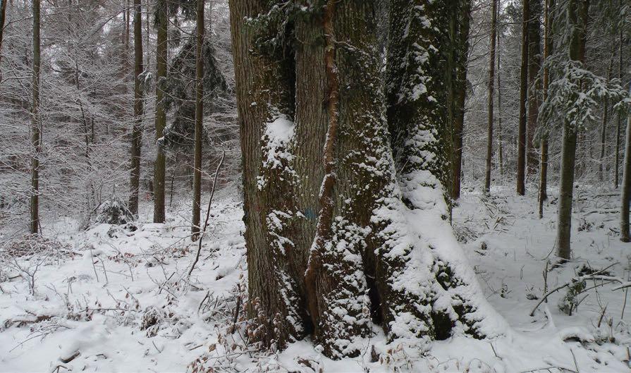 Regeln zu einer Bestattung im Naturwald Lenzia Registrierung eines Baumes Für einen Baum kann zu Lebzeiten oder bei einem Todesfall eine Vereinbarung abgeschlossen werden.