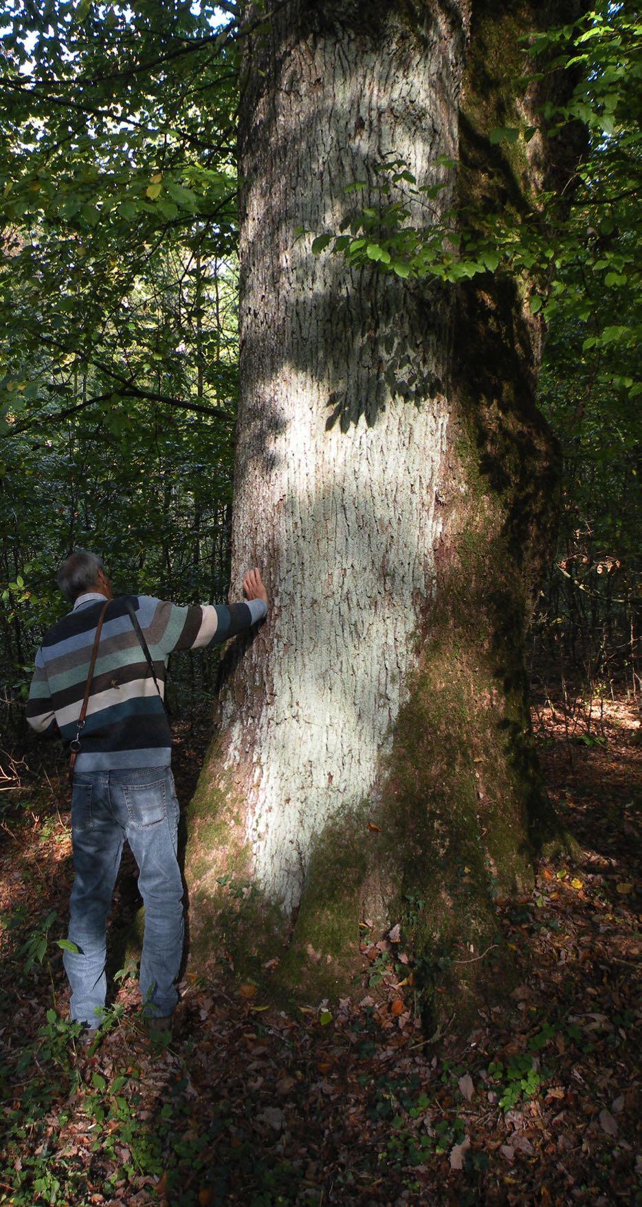 Die Bestattung Grundsätzlich ähnelt die Beisetzung derjenigen der traditionellen Urnenbestattung. Die Forstdienste Lenzia bereiten die Öffnung im Stammbereich des ausgewählten Baumes vor.