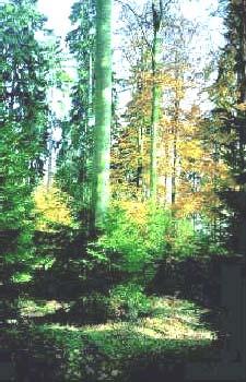 Bei forstlicher Nutzung sind das Bundeswaldgesetz und die Waldgesetze der Länder zu beachten.