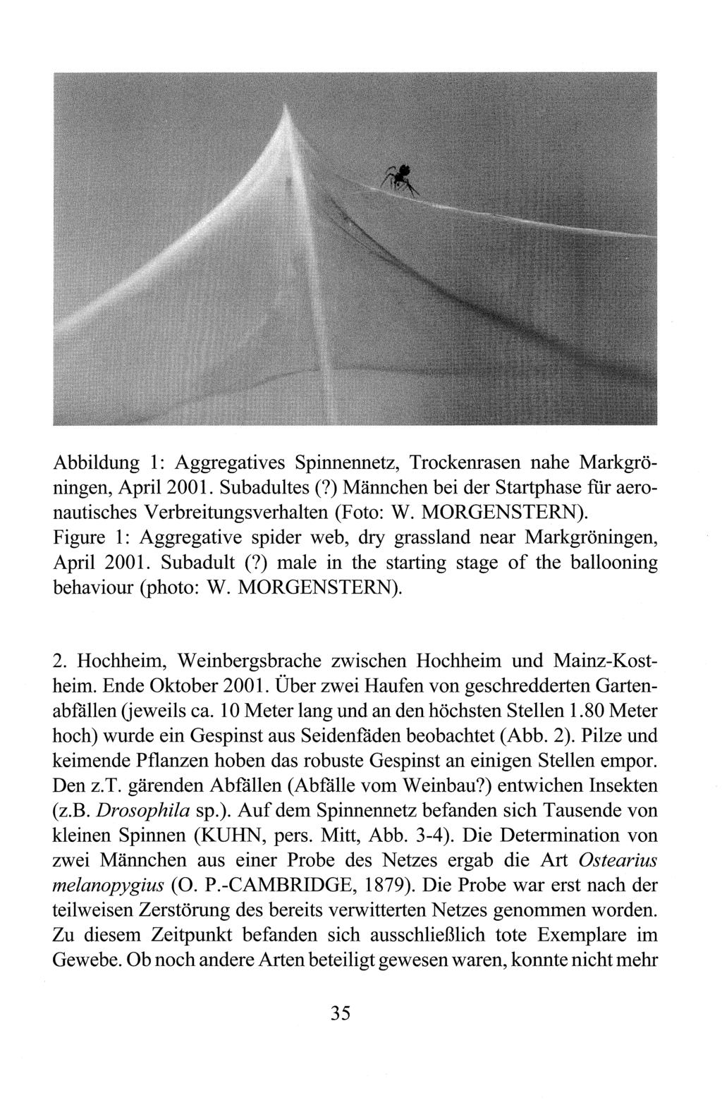 Abbildung 1: Aggregatives Spinnennetz, Trockenrasen nahe Markgroningen, April 2001. Subadultes (?) Mannchen bei der Startphase fur aeronautisches Verbreitungsverhalten (Foto: W. MORGENSTERN).