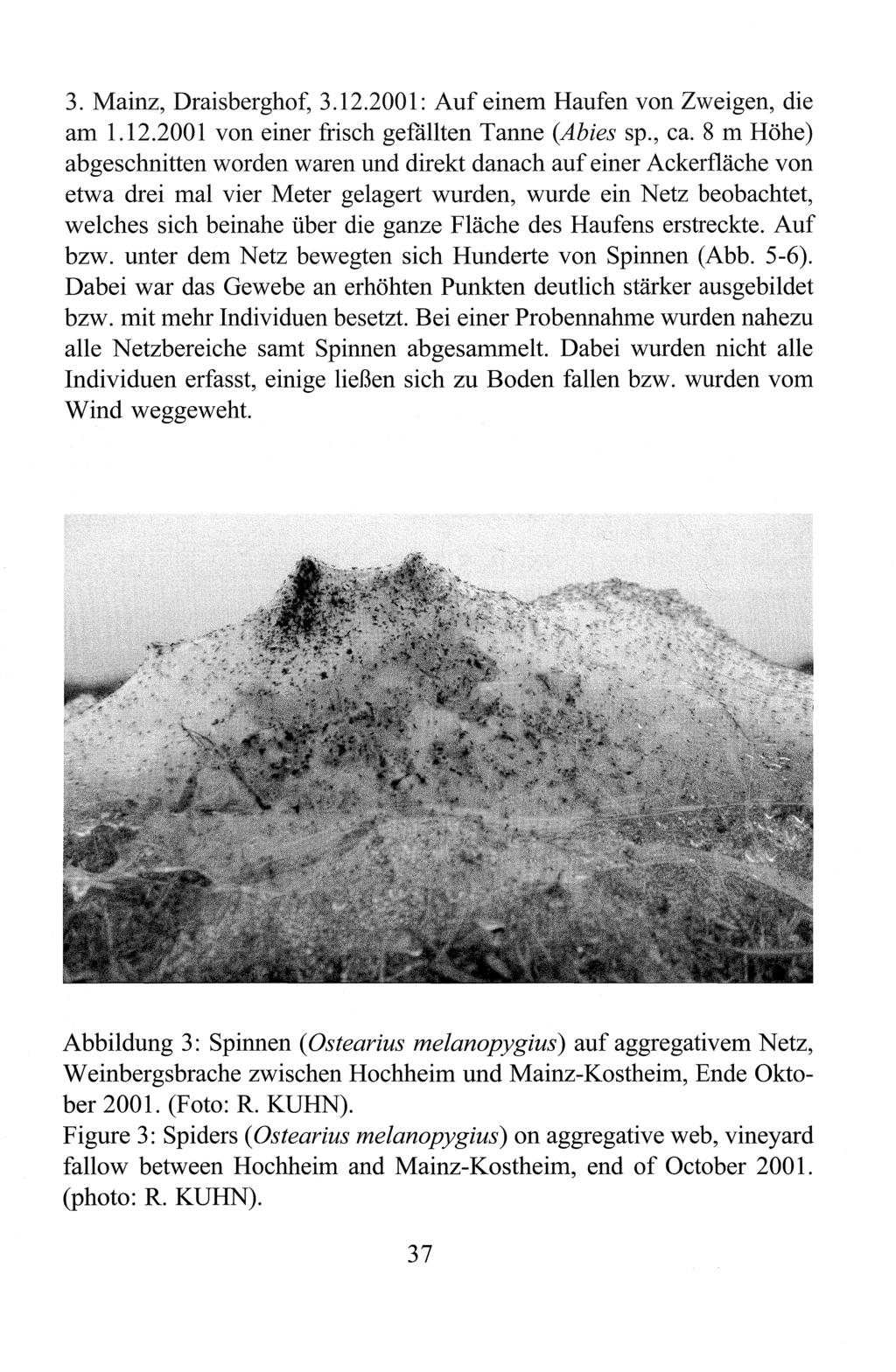 3. Mainz, Draisberghof, 3.12.2001: Auf einem Haufen von Zweigen, die am 1.12.2001 von einer frisch gefallten Tanne (Abies sp., ca.