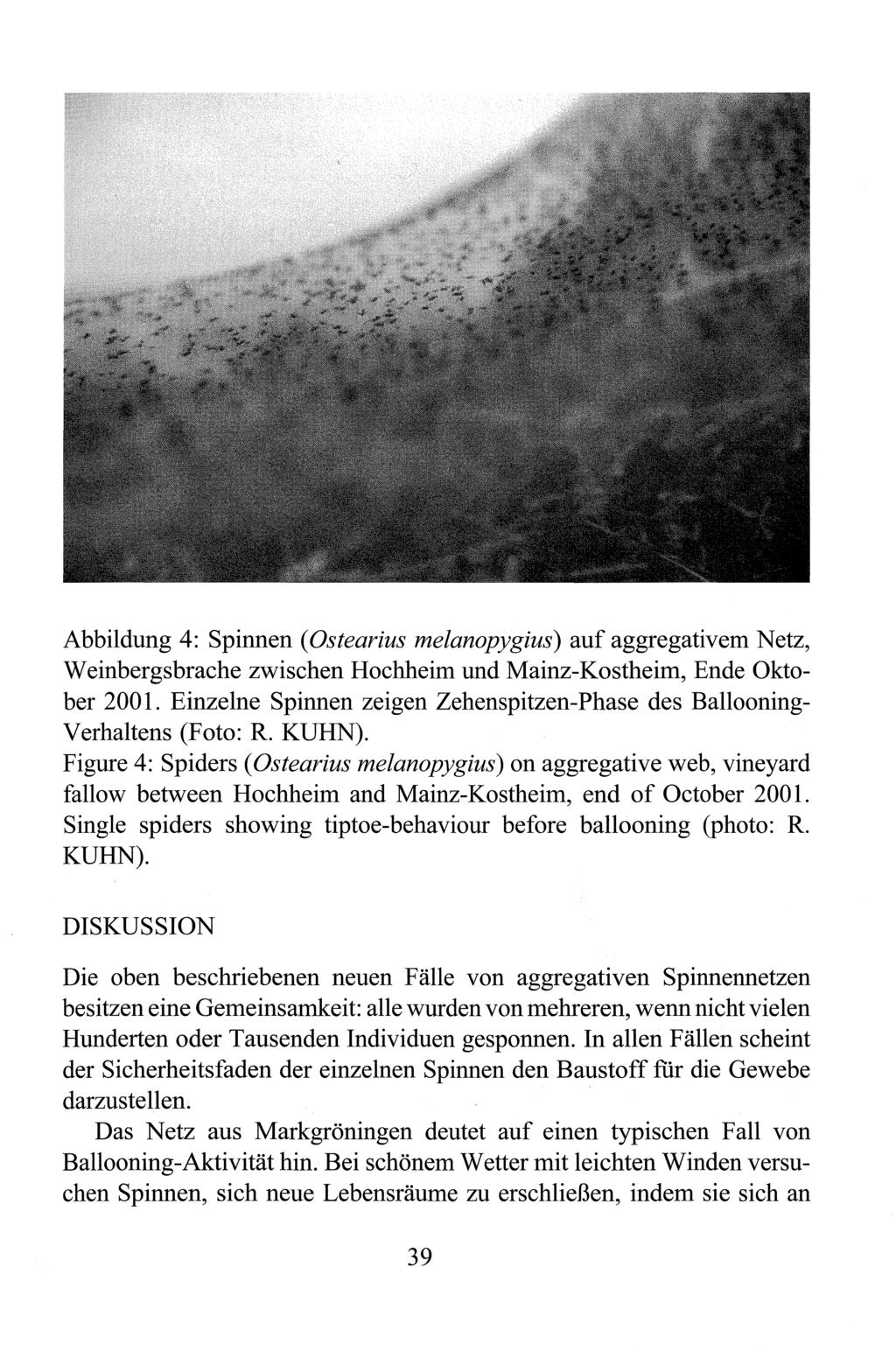 Abbildung 4: Spinnen (Ostearius melanopygius) auf aggregativem Netz, Weinbergsbrache zwischen Hochheim und Mainz-Kostheim, Ende Oktober 2001.