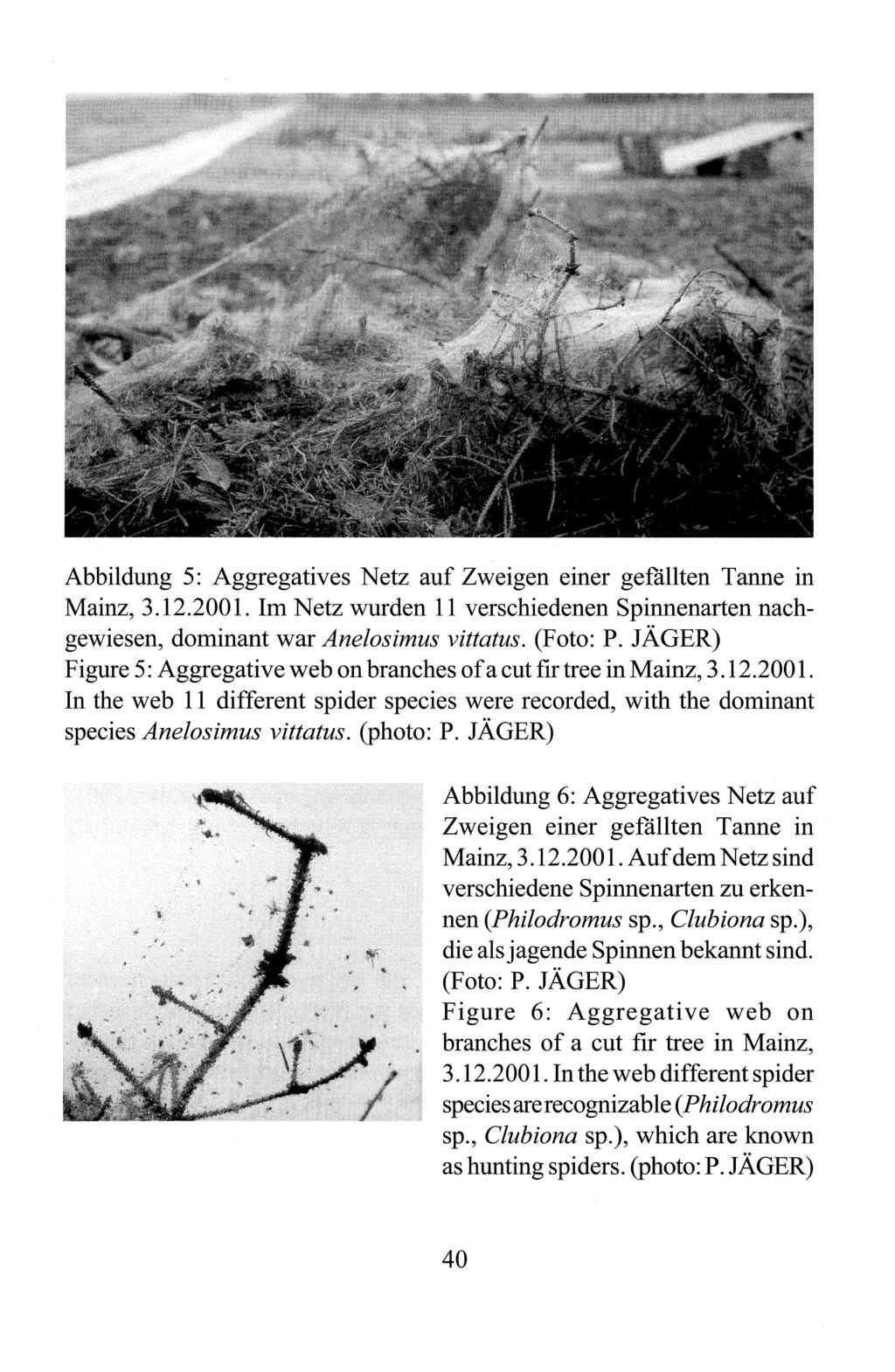 Abbildung 5: Aggregatives Netz auf Zweigen einer gefallten Tanne in Mainz, 3.12.2001. Im Netz wurden 11 verschiedenen Spinnenarten nachgewiesen, dominant war Anelosimus vittatus. (Foto: P.