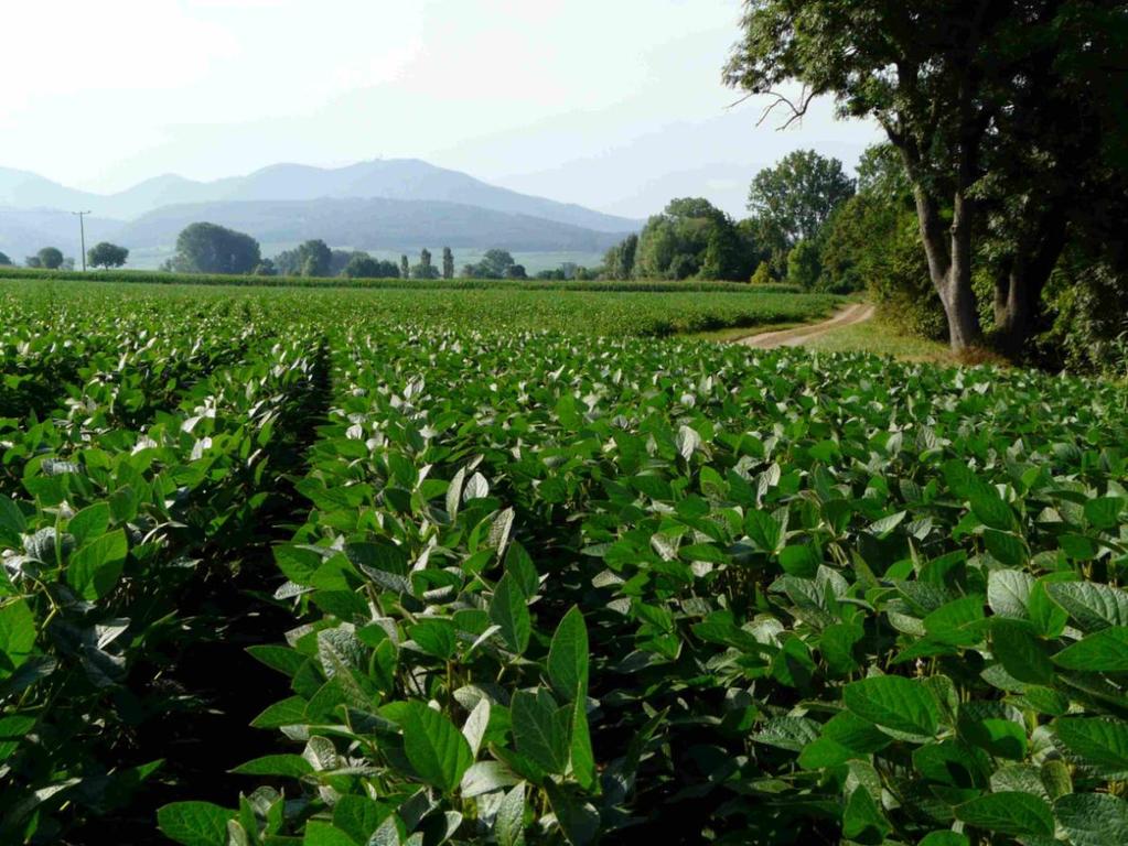 Soybean Production in Germany Current Situation and Perspectives Jürgen Recknagel German Soybean