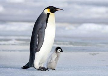 1 A Magellan-Pinguin Er gehört zu den Brillenpinguinen. Sie haben einen rosa Hautfleck um die Augen herum und über der Nase.